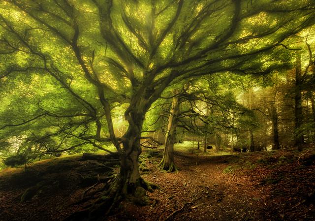 Arnold Ochman Deep Forest