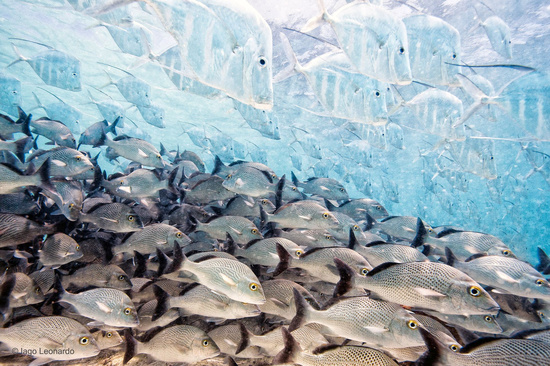 © Iago Leonardo (Hiszpania), Znikająca ryba © Iago Leonardo (Hiszpania), Znikająca ryba