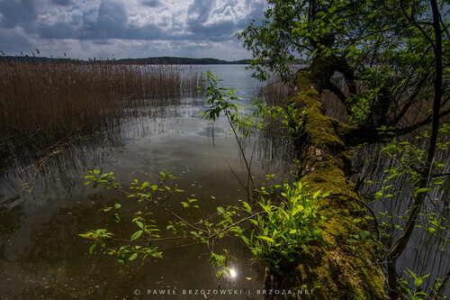 © Paweł Brzozowski | Brzoza.net © Paweł Brzozowski | Brzoza.net