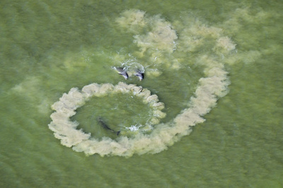 Brian Skerry (USA) - Pomysłowe ucztowanie Brian Skerry (USA) - Pomysłowe ucztowanie