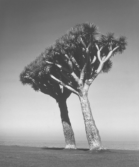 Stefan Arczyński. Praca z cyklu "Drzewa". Stefan Arczyński. Praca z cyklu "Drzewa".