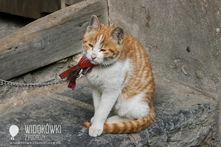 The cat guard. Guilin. China.