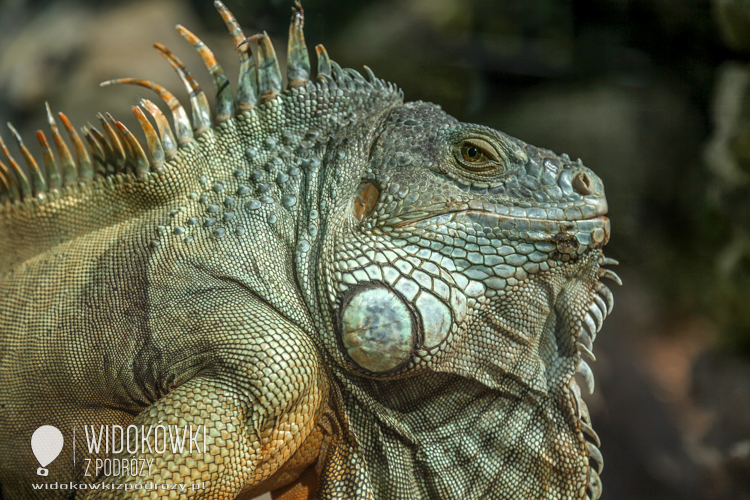 Iguana in the sun. Loro Parque.