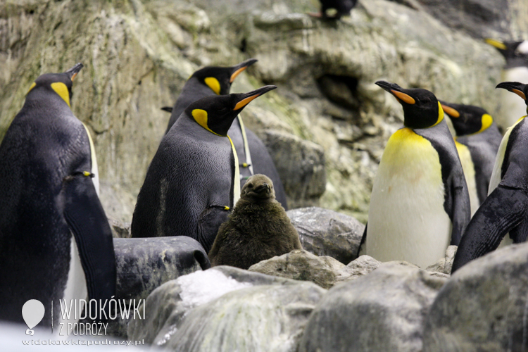 Penguins island. Loro Parque.