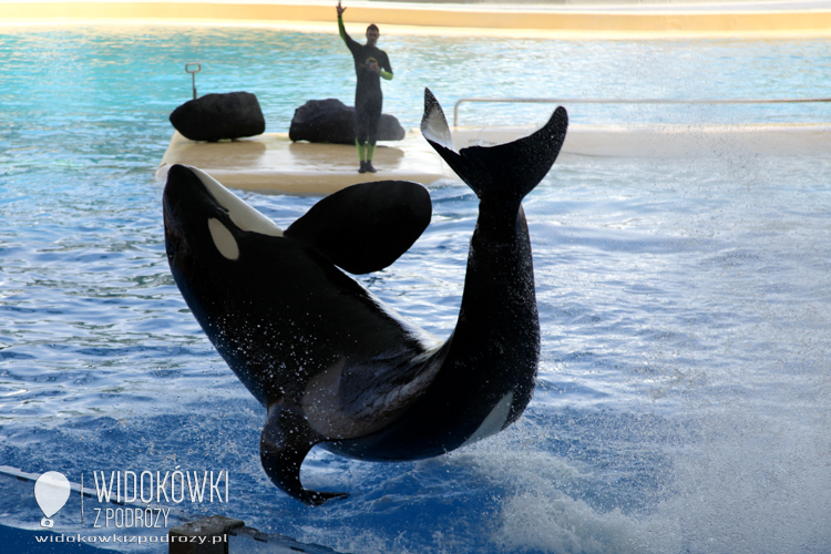 Orcas on show. Loro Park.