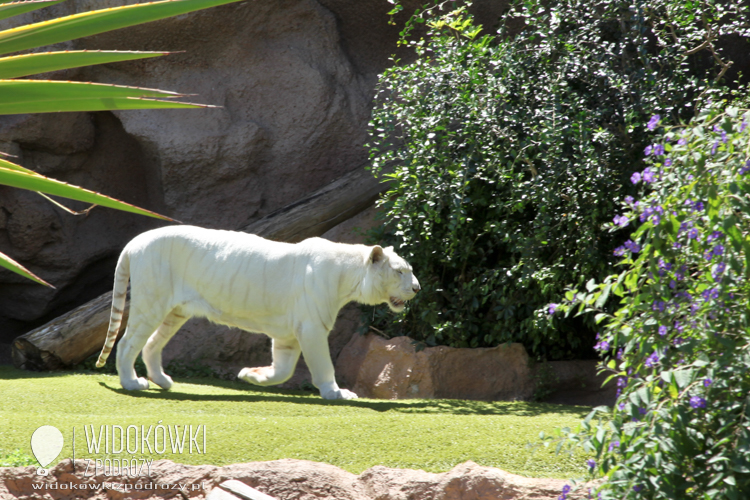 White Tiger. Loro Park.