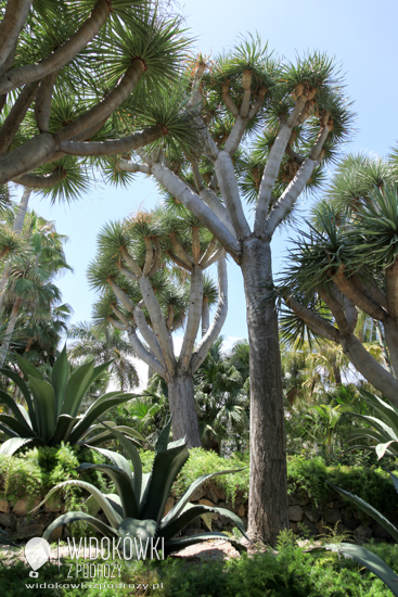 Dragon trees. Loro Park.