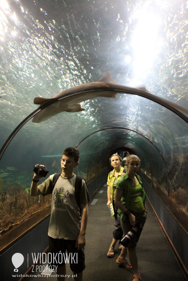 Underwater glass tunnel. Loro Park.