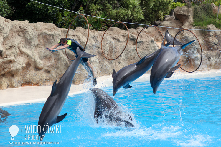 The performance of dolphins. Loro Park.