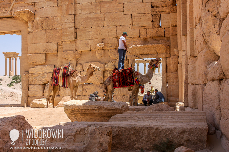 Palmyrę można zwiedzać też na wielbłądach. Palmyra 2008.