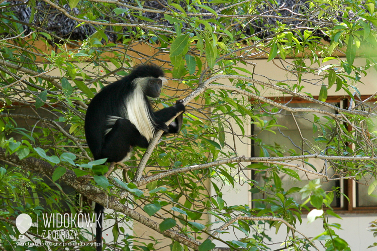 King colobus (Colobus polykomos).