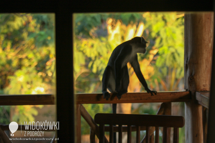 Hotelbanditen means macaque as a hotel thief.