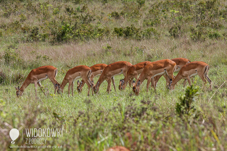 Antylopa oribi.