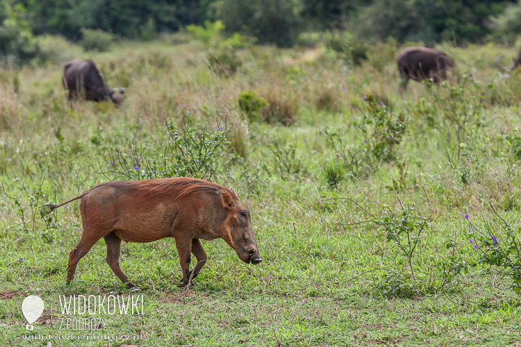 Warthog.