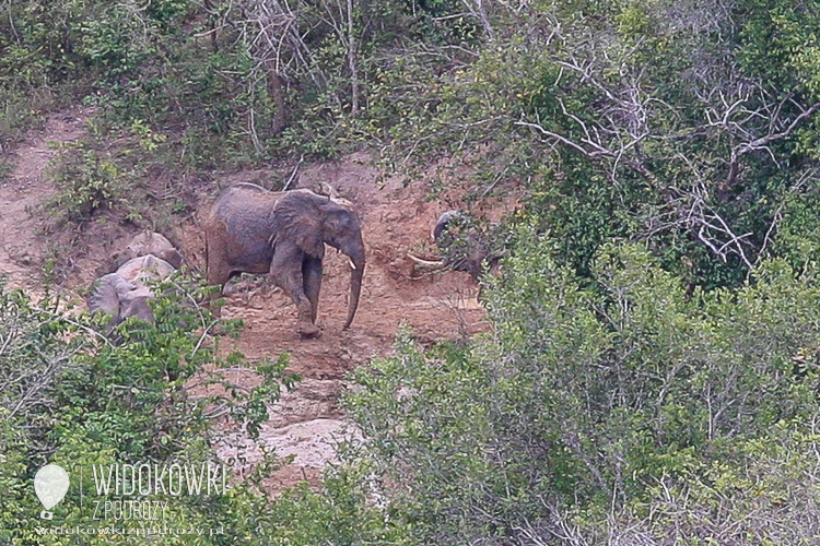 The African elephant.