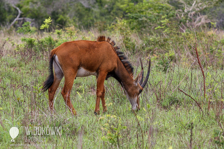 Sable Antelope.