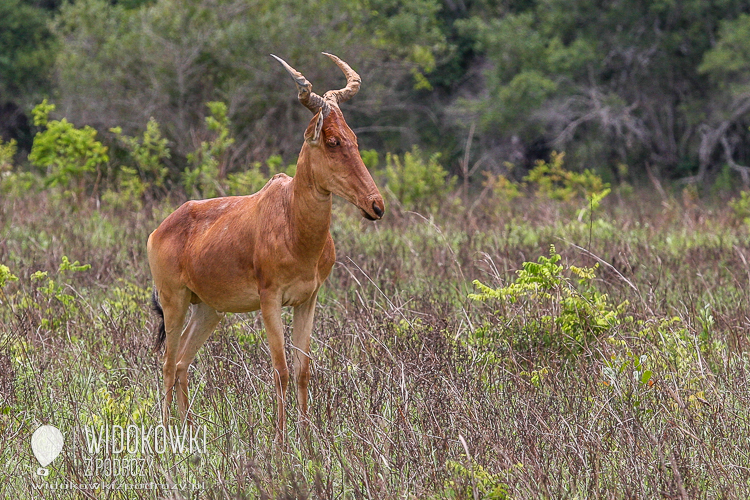 The Hartebeest, a representative of the African antelope.