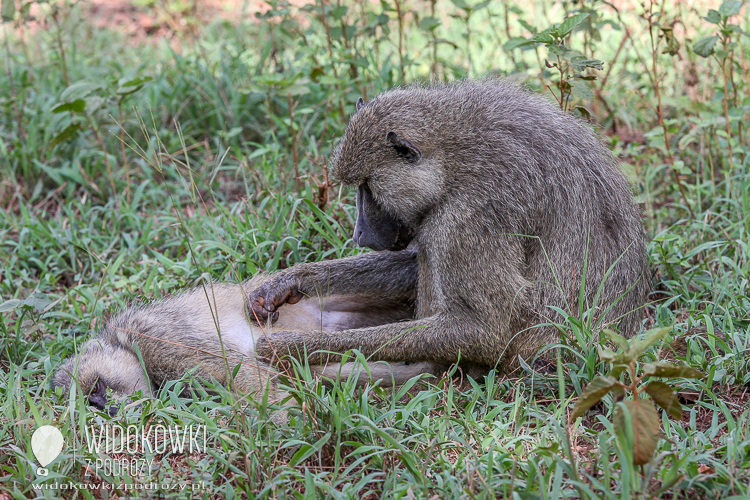 Baboons.