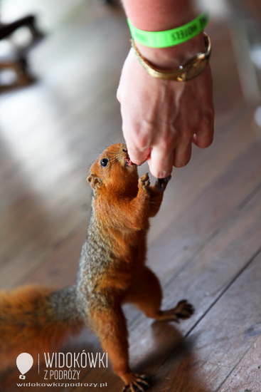 African squirrel.