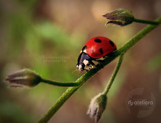 00dce54fd28a024fd8ff8583d93f5fe3