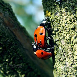 21ed1ea563b3da86f2d6a975eea84be8