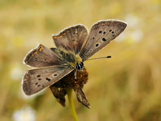 2a11713e41e0bd786bb290ed930a996c