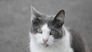 32f60cbdc5f8d0a28fec7469b0cec128