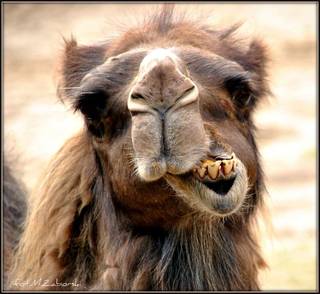 3de6c8be1a6885abcf5476fefbacafc0