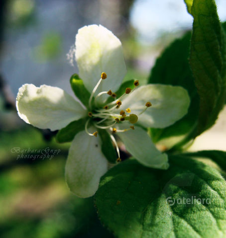 3e0bc9f55342a835a30af42d3181f52b