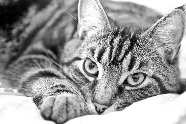 629a2d14ffaddcce07ada3a663de502f