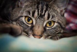 688ed80a00809c38366c1067365911dd