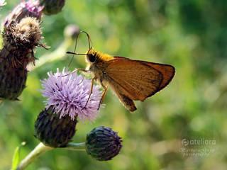 7c9455d2fba8a68ab63ed3325812855d