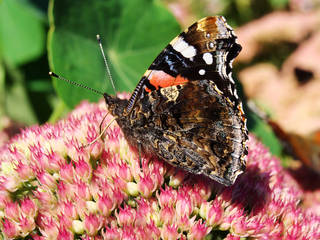 83c37245f972aac927a91f3c66b78801