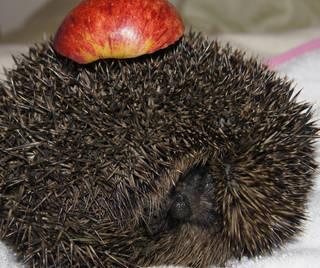 8724cb6d44f1fd82b037b9af91026885