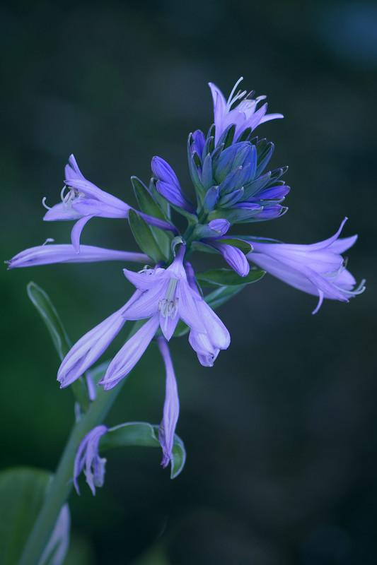 8ec63ea9d2a460bc3562862e99474bc8