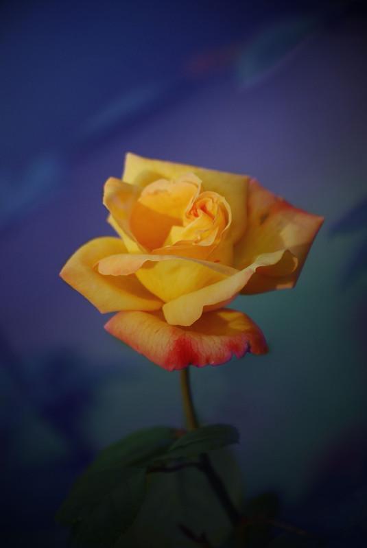 a54d203492d23f98b1b0b6abaf12480a