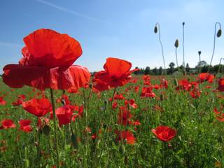 a8803a9aa669a1b66f03cd61fb6a3e65