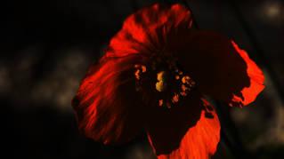 cb65b06baf484333c36b216ce7dcbe7f