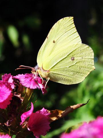 ebc94dee14ee0c7d3d9ffa3a4f754f60