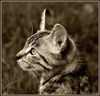 fc03417db6a16d7284008daebd42db12